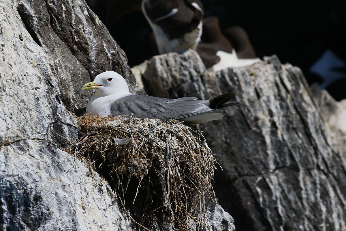 Kittiwake Farne Islands